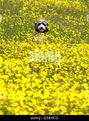 Peterborough (Cambridgeshire, Angleterre. 7 juin, 2016. Cookie le chien se dresse sur son cockapoo hinds jambes pour voir au-dessus d'un bassin de renoncules, d'or sur une chaude journée de Peterborough, Cambridgeshire. Crédit : Paul Marriott/Alamy Live News Banque D'Images