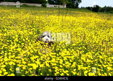 Peterborough (Cambridgeshire, Angleterre. 7 juin, 2016. Cookie le cockapoo chien est presque cachée dans un pré avec une piscine de golden renoncules, sur une chaude journée de Peterborough, Cambridgeshire. Crédit : Paul Marriott/Alamy Live News Banque D'Images