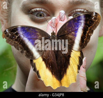 Lutherstadt, Allemagne. 6 juin, 2016. Un grand atlas moth est assis sur la main d'une femme dans un parc en papillon, l'Allemagne, Lutherstadt 6 juin 2016. Avec une envergure de 25 à 30 centimètres, le papillon, qui est endémique à l'Asie du Sud-Est, l'Inde et la Chine, est le plus grand papillon du monde. Il est l'un des plus de 140 types de papillons qui vit dans le parc des papillons en Allemagne, Alaris. Photo : Waltraud Grubitzsch/dpa/Alamy Live News Banque D'Images