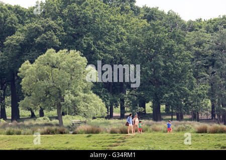 Richmond Park, Londres, UK. 8 juin 2016. Une famille de prendre pied au Richmond Park, où c'était un matin chaud et humide. Credit : Julia Gavin UK/Alamy Live News Banque D'Images