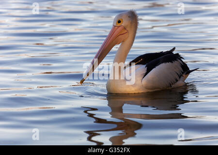 Pelican (Pelecanus conspicillatus australienne) dans l'eau, de la rivière Noosa, Noosa Heads, Queensland, Australie Banque D'Images