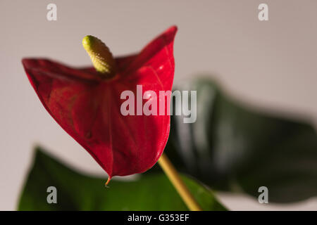 Anthurium andreanum, maison tipique plant Banque D'Images