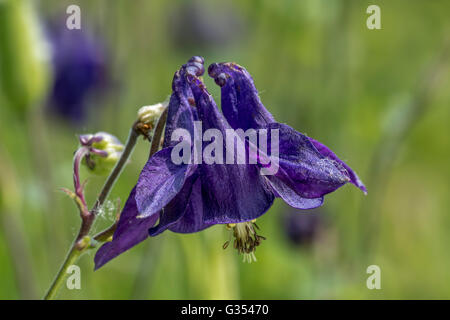 Ancolie ancolie commune européenne / Granny's / verre / Granny's bonnet (Aquilegia vulgaris) en fleurs Banque D'Images