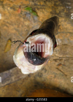 Piranha, Matses réserver. Amazon. Le Pérou. Banque D'Images