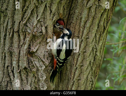 Great Spotted Woodpecker (Dendrocopos major) rss chick au nid. Uk Banque D'Images