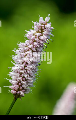 La bistorte commune / Renouée bistorte (Persicaria bistorta / Polygonum bistorta) en fleurs Banque D'Images