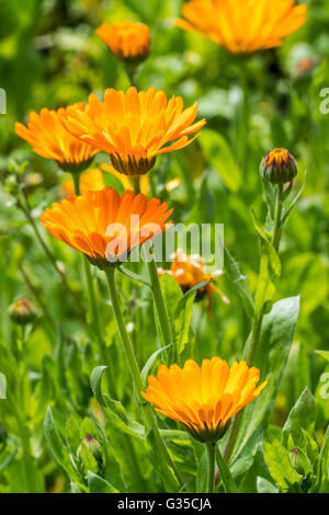 Souci officinal / ruddles / politique / jardin marigold souci officinal (Calendula officinalis) en fleurs Banque D'Images