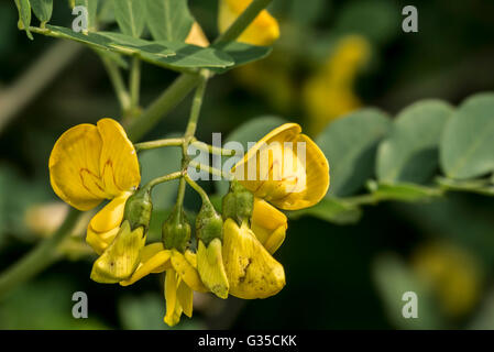 Vessie-séné (Colutea arborescens), arbuste légumineux en fleur Banque D'Images