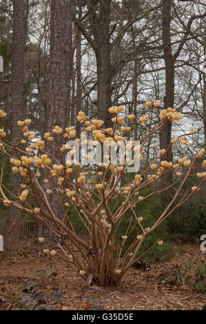 Edgeworthia chrysantha Usine de papier Banque D'Images