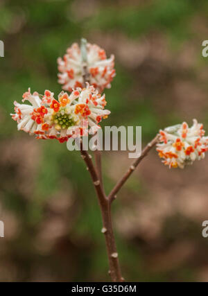 Edgeworthia chrysantha 'Akebono' Banque D'Images