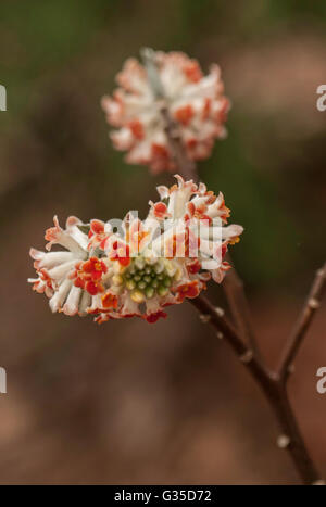 Edgeworthia chrysantha Edgeworthia, Akebono, Orange, Banque D'Images