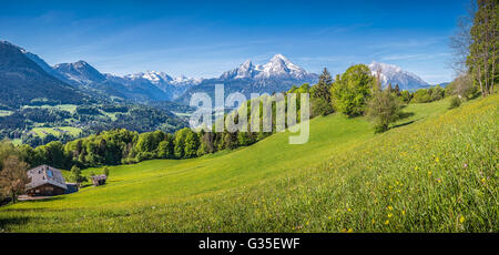 Paysage idyllique dans les Alpes avec de vertes prairies, fleurs et les sommets des montagnes enneigées en arrière-plan Banque D'Images