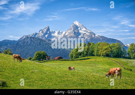 Alpin idyllique paysage d'été avec des vaches broutant dans les prés verts frais Banque D'Images