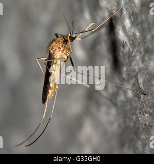 Maison commune à moustiques (Culex pipiens) dans le profil. Au courant des insecte dans la famille Culicidae Banque D'Images