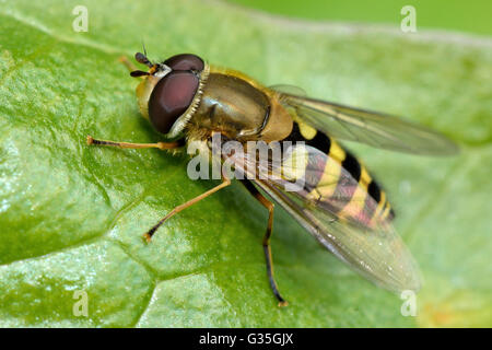 Syrphus vitripennis hoverfly. Vrai voler dans la famille Syrphidae, montrant dark fémur postérieur à différencier de Syrphus ribesii Banque D'Images