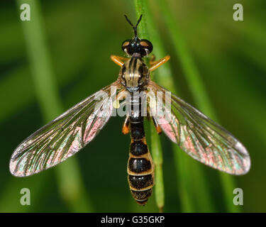 Petit voleur à pattes jaunes (Dioctria linearis). Ce wasp comme fly dans la famille Asilidae, au repos sur la végétation basse Banque D'Images