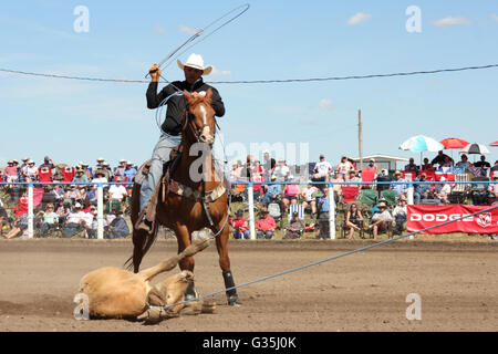 L'équipe de Cowboy roping-événement dans un rodéo en Alberta, Canada. Banque D'Images