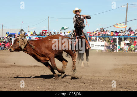 L'équipe de Cowboy roping-événement dans un rodéo en Alberta, Canada. Banque D'Images