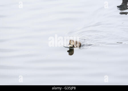 Un Pochard chick natation Banque D'Images