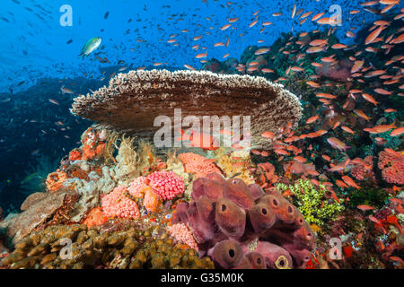 Les récifs coralliens colorés, le Parc National de Komodo, Indonésie Banque D'Images