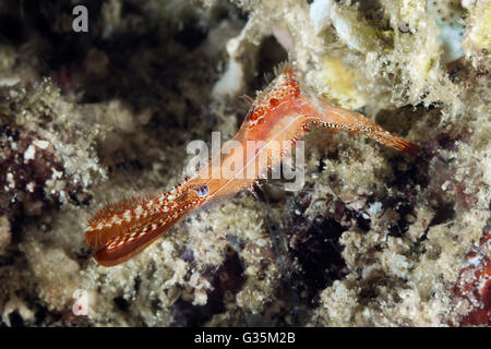 La Crevette de roche, Leander plumosus, le Parc National de Komodo, Indonésie Banque D'Images