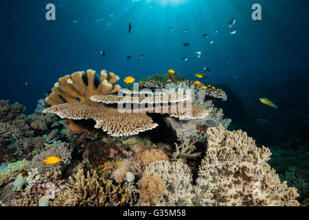 Récif de coraux durs, Acropora sp., le Parc National de Komodo, Indonésie Banque D'Images
