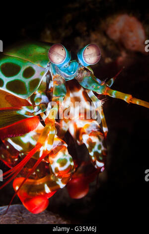 Mantis couleur Crevette, Odontodactylus scyllarus, le Parc National de Komodo, Indonésie Banque D'Images