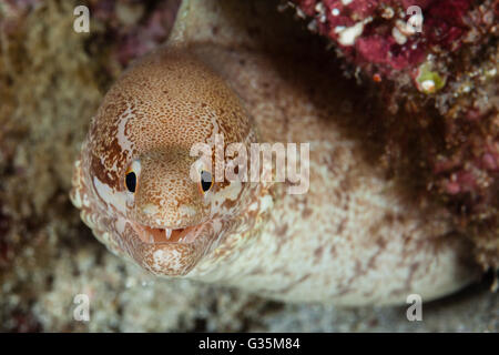 Close-up of Prescription-fin Moray, Gymnothorax zonipectis, le Parc National de Komodo, Indonésie Banque D'Images