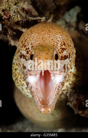 Close-up of Prescription-fin Moray, Gymnothorax zonipectis, le Parc National de Komodo, Indonésie Banque D'Images