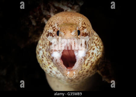 Close-up of Prescription-fin Moray, Gymnothorax zonipectis, le Parc National de Komodo, Indonésie Banque D'Images