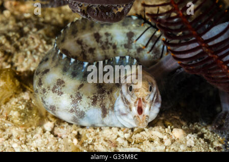 Close-up of Prescription-fin Moray, Gymnothorax zonipectis, le Parc National de Komodo, Indonésie Banque D'Images