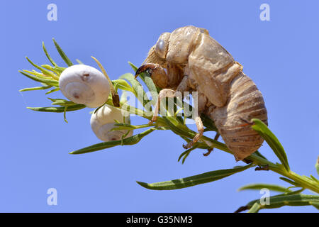 Exuvie de cigale (Lyristes plebejus) vu de profil, sur l'usine avec deux escargots sur fond de ciel bleu Banque D'Images