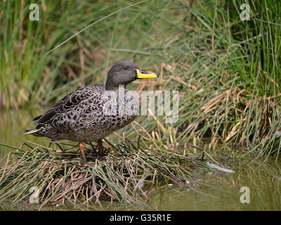 Libre à bec jaune (Anas undulata) sur l'herbe près de l'eau Banque D'Images