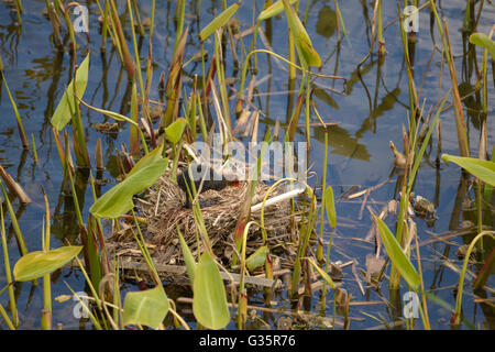 Poussin Foulque macroule (Fulica atra) dans son nid dans les plantes aquatiques Banque D'Images