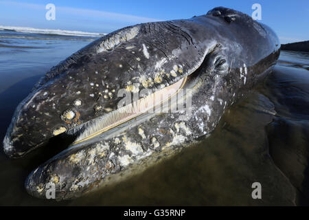 Une baleine échouée sur le long de la côte de l'Oregon veau National Wildlife Refuge Complex près de Eugene, Oregon. Banque D'Images