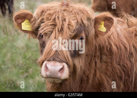 Une vache highland dans les landes près de Stanbury du West Yorkshire Banque D'Images