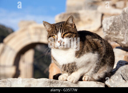 L'un des nombreux chats en liberté dans la ville antique d'Ephèse (Turquie). Banque D'Images