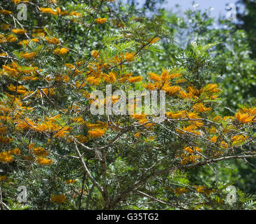 Jardins botaniques de Gainesville, Floride. Grevillea robusta- Chêne soyeux d'Australie. Banque D'Images