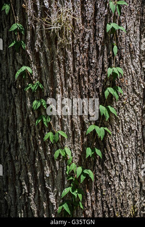 Vine growing up tronc d'arbre dans les jardins botaniques, Gainesville, Floride. Banque D'Images