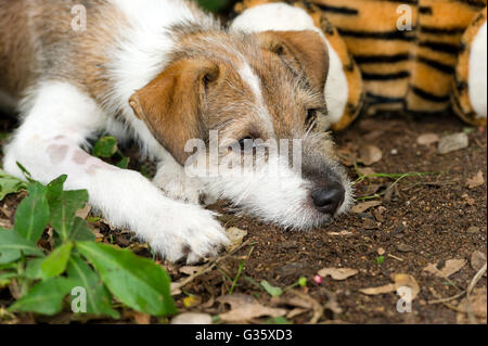 Chien triste est un mignon petit chien à la très triste avec son ours en peluche à l'arrière-plan. Banque D'Images