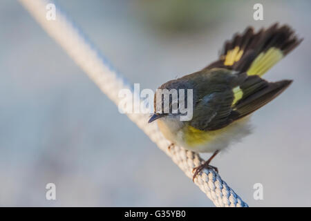 Paruline flamboyante Setophaga ruticilla, femelle adulte, à Fort Jefferson dans le parc national sec de Tortugas, Florida, USA Banque D'Images