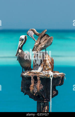 Pélican brun Pelecanus occidentalis, élevage, toilettage adultes et juvéniles dans le parc national sec de Tortugas, Florida, USA Banque D'Images