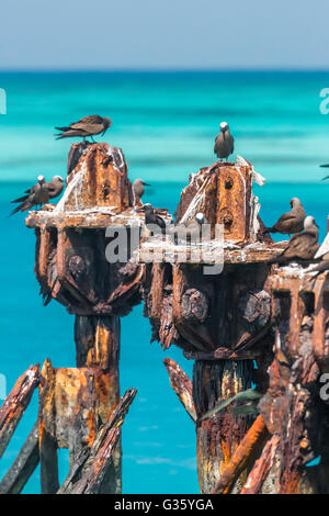 Noddi noir, Anous minutus, parmi beaucoup, noddi brun Anous stolidus, dans le parc national sec de Tortugas, Florida, USA Banque D'Images