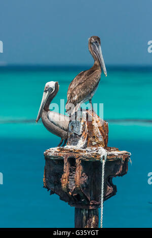 Pélican brun Pelecanus occidentalis, élevage, toilettage adultes et juvéniles dans le parc national sec de Tortugas, Florida, USA Banque D'Images