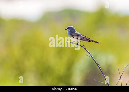 Le Tyran gris Tyrannus dominicensis, nourriture, juste à l'extérieur de Fort Jefferson dans le parc national sec de Tortugas, Florida, USA Banque D'Images