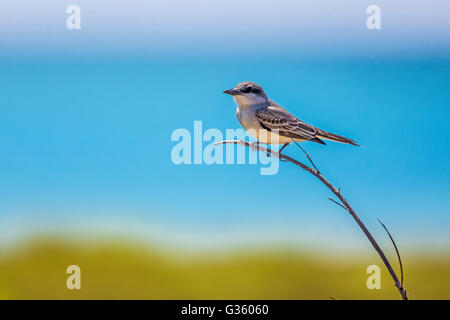 Le Tyran gris Tyrannus dominicensis, nourriture, juste à l'extérieur de Fort Jefferson dans le parc national sec de Tortugas, Florida, USA Banque D'Images