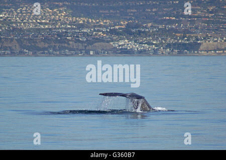 Queue de baleine pendant le crépuscule à l'océan Pacifique le long de la côte de Californie Banque D'Images