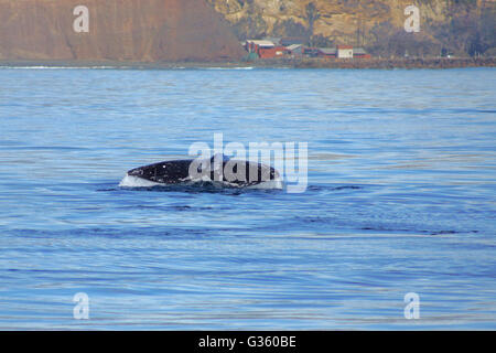 Queue de baleine pendant le crépuscule à l'océan Pacifique le long de la côte de Californie Banque D'Images