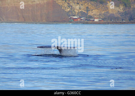 Queue de baleine pendant le crépuscule à l'océan Pacifique le long de la côte de Californie Banque D'Images