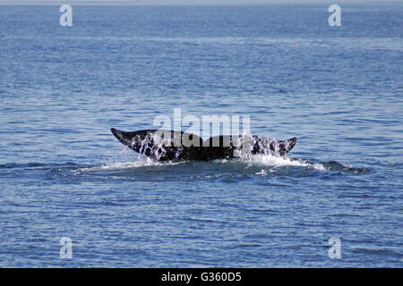 Queue de baleine pendant le crépuscule à l'océan Pacifique le long de la côte de Californie Banque D'Images